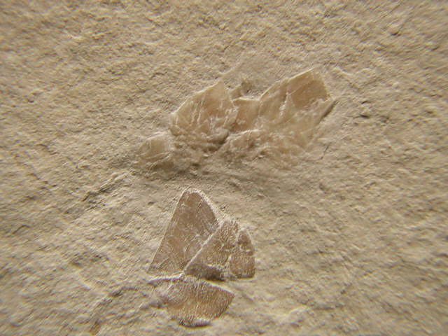Archaeolepas redenbacheri - Detailaufnahme