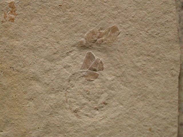 Archaeolepas redenbacheri