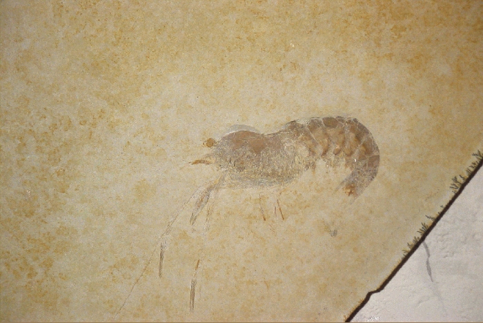 Pseudodusa frattigianii n.g.n.sp., Holotypus