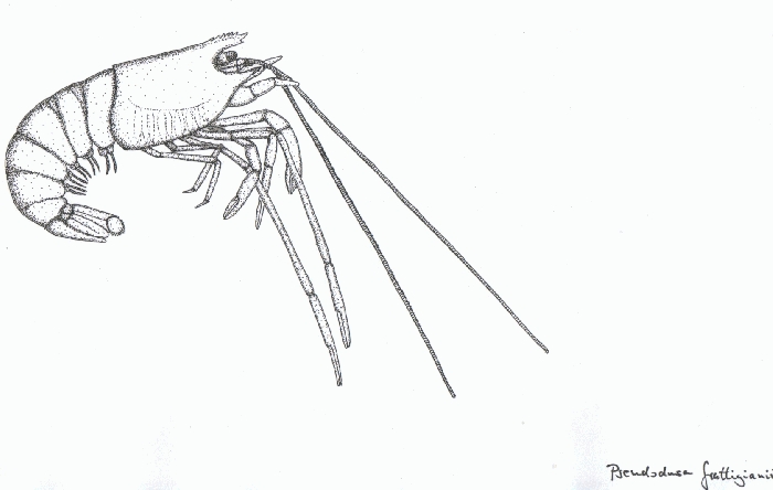 Rekonstruktionszeichnung von Pseudodusa