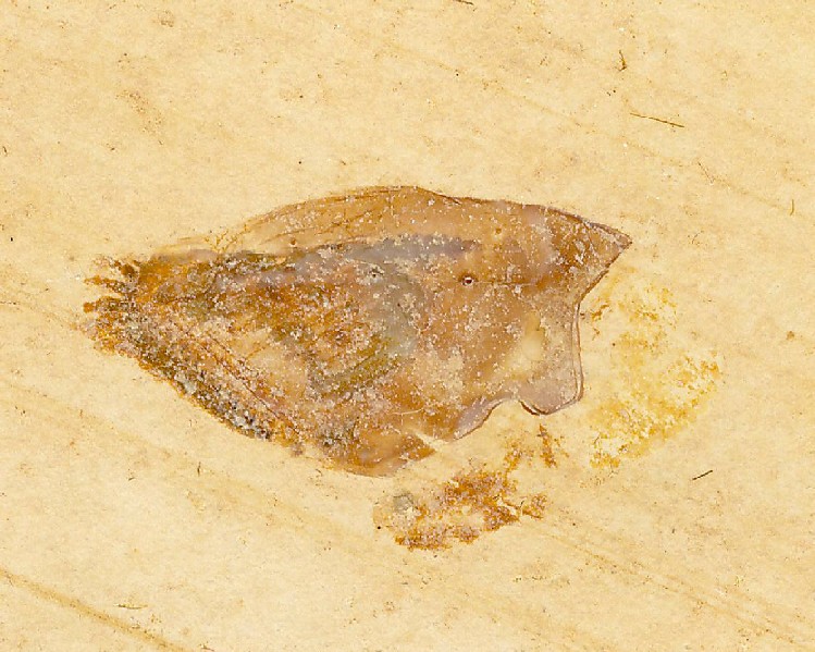 Mayrocaris bucculata