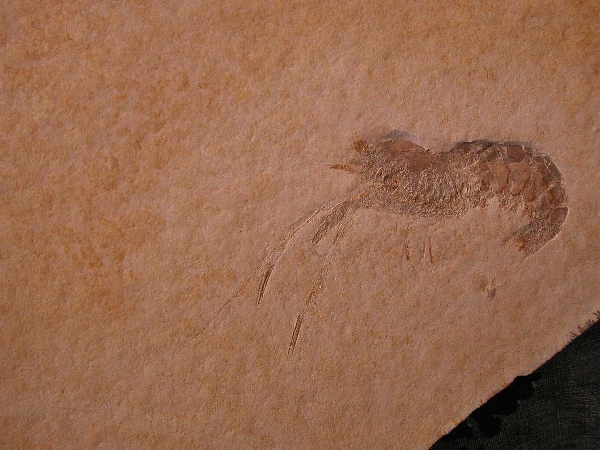 Pseudodusa frattigiani in. g. n.s p. Holothypus