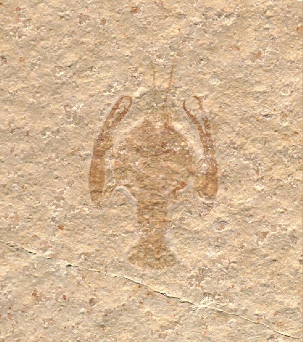 Paleopentacheles roettenbacheri
