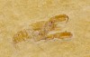 Glypheopsis tenuis