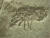 Squamosoglyphea rogeri n.sp. - neue Art! Holotypus