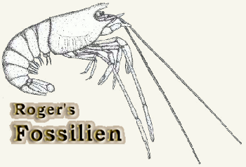 Roger's Plattenkalk Fossilienforum Foren-Übersicht